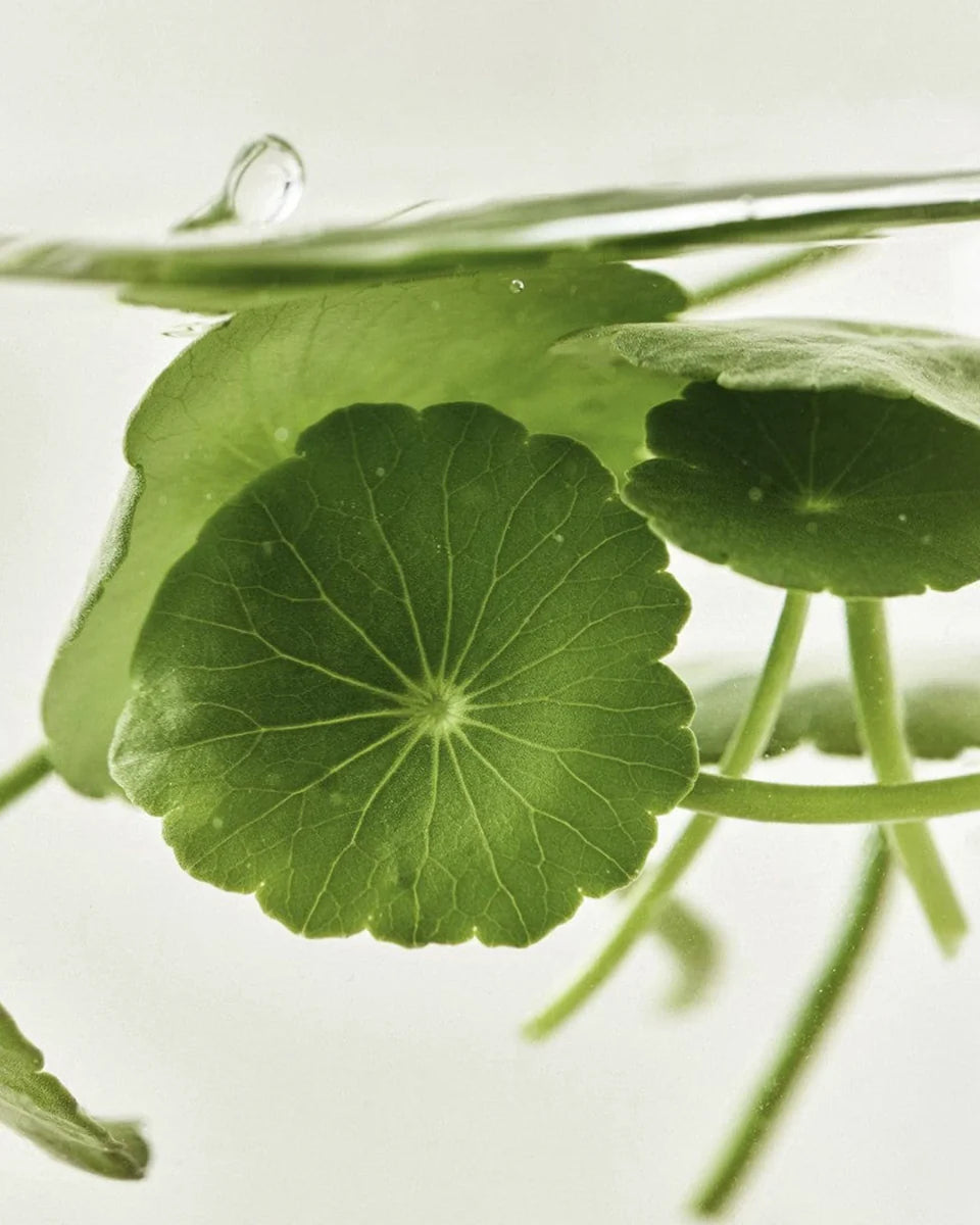 Beauty of Joseon Light On Serum : Centella + Vita C